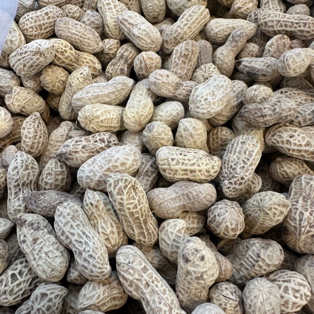 水煮龙岩咸干花生健康营养美味原味即食下酒零食莲子脱水蔬菜