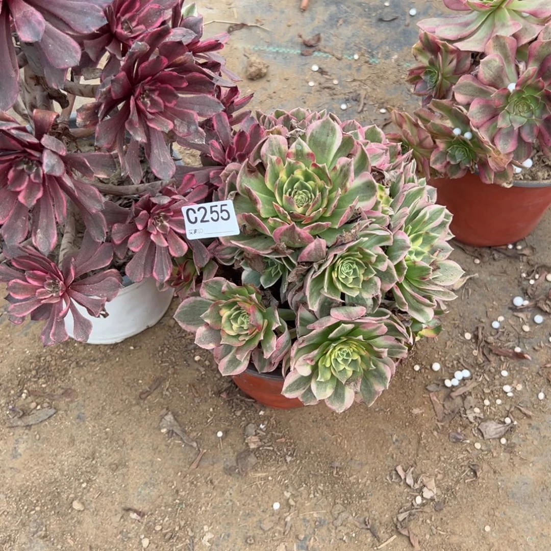 是***的255两颗组合多肉植物法师