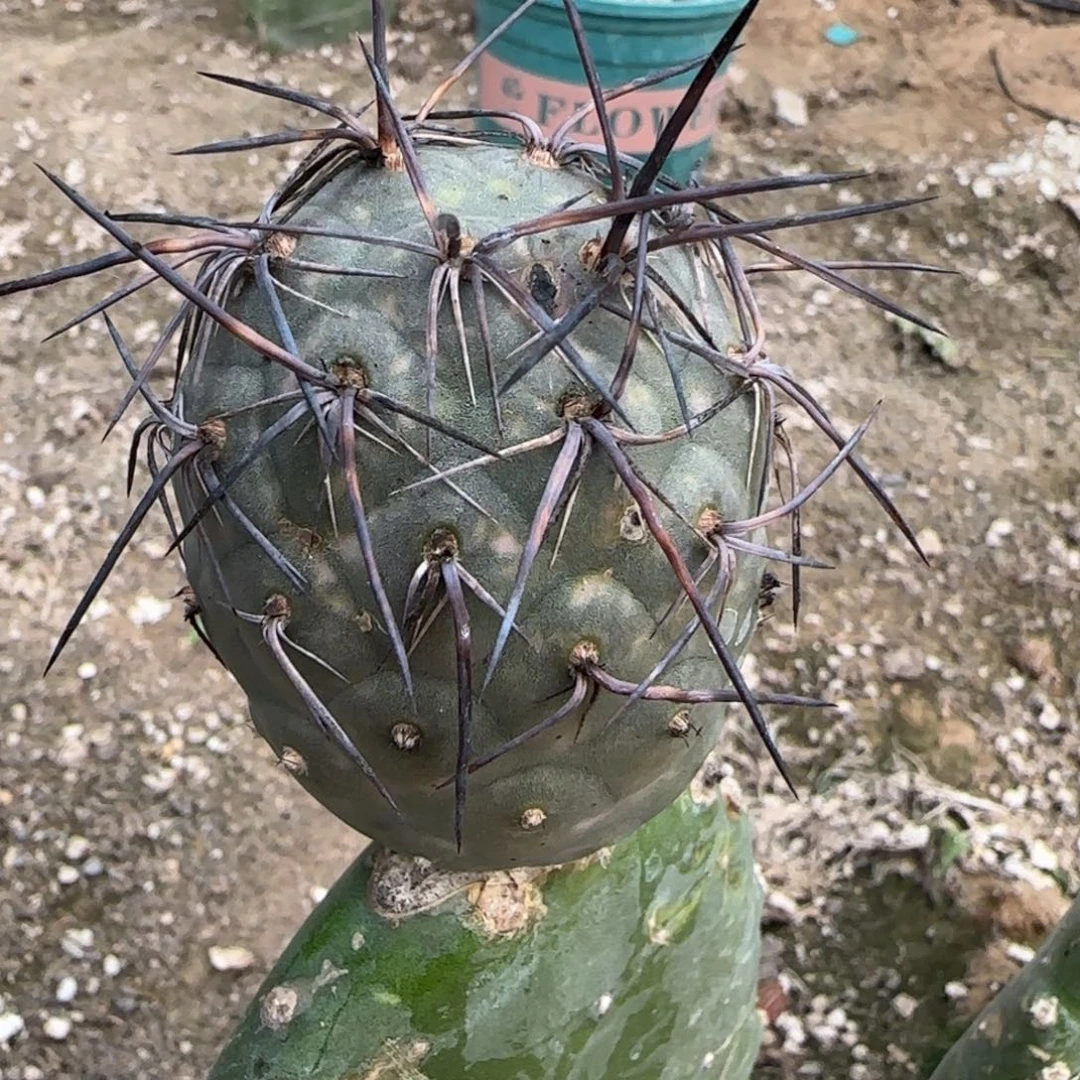 【闪购商品】浮刺天平习志野291