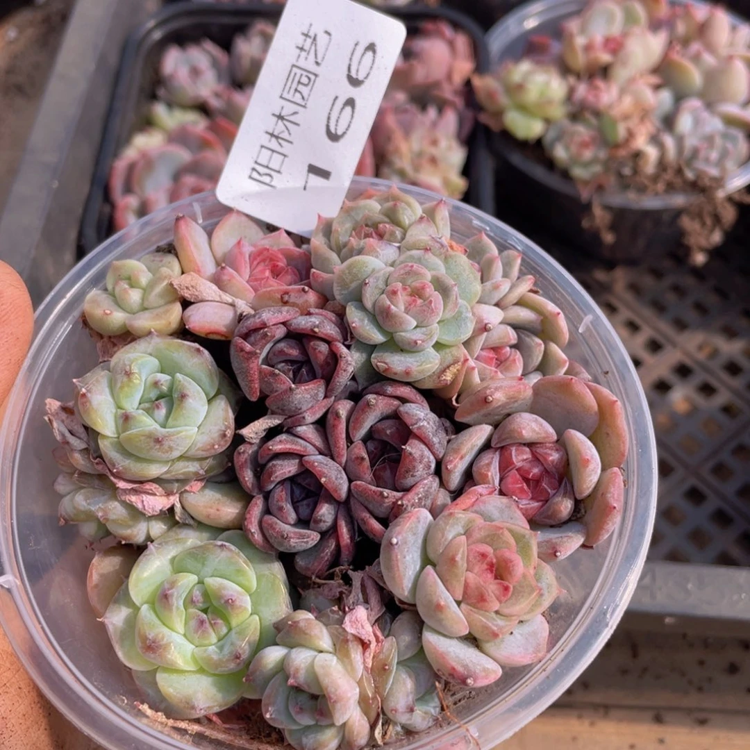 多肉植物多肉植物166