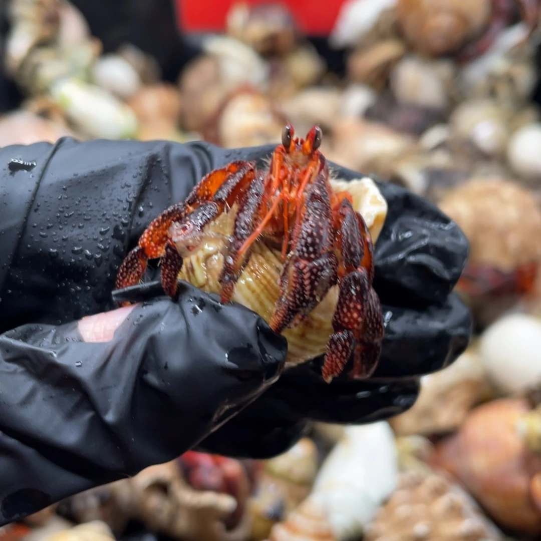 不退不换谢谢支持6