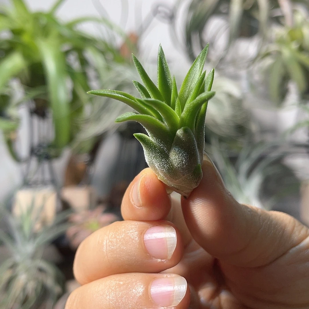手雷杂华美侧芽 空气凤梨
