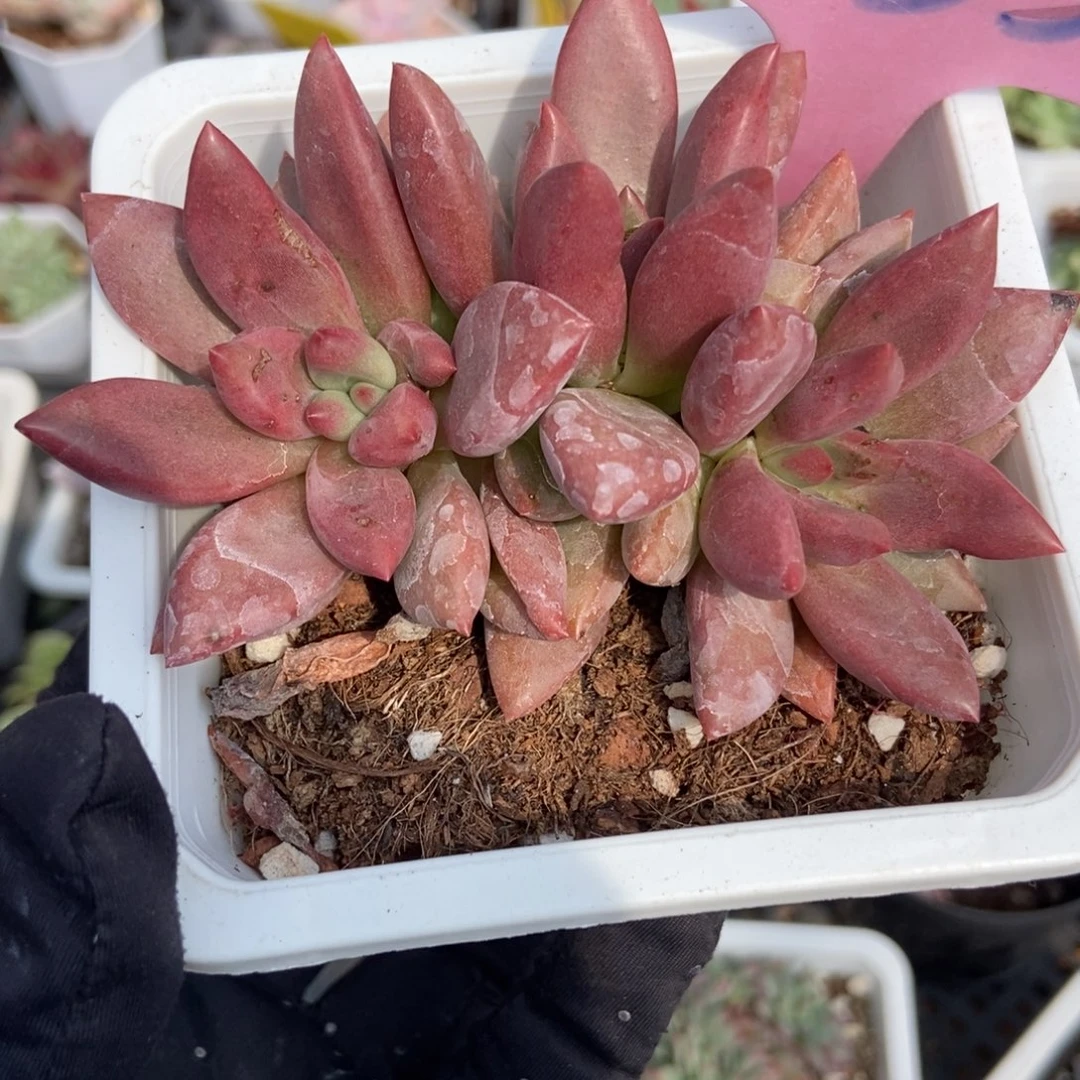 933桃花源多肉植物