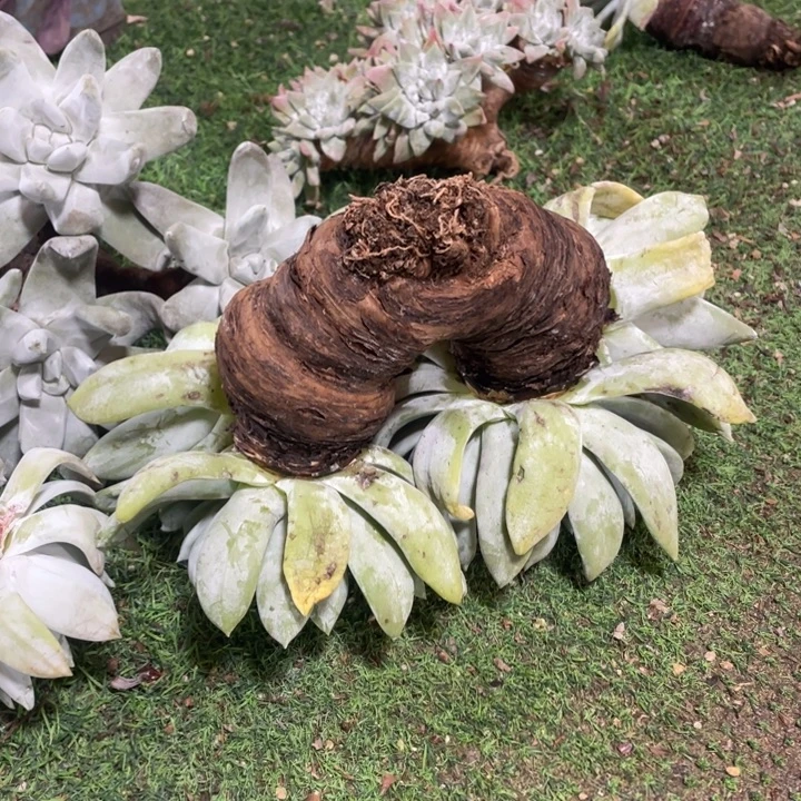 超大超大粗桩福利