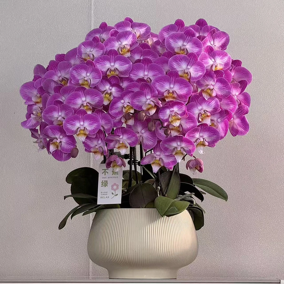 蝴蝶兰【雪山飞狐】紫色稀有品种花卉高端渐变色带花苞基地直发