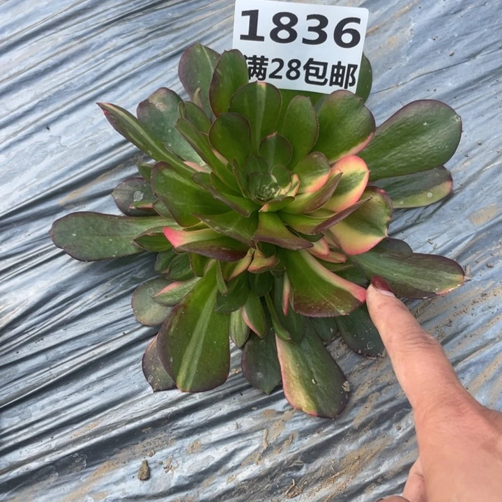 1836二号棚七彩多肉植物M