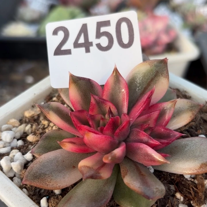 多肉植物满18包邮当场凑单