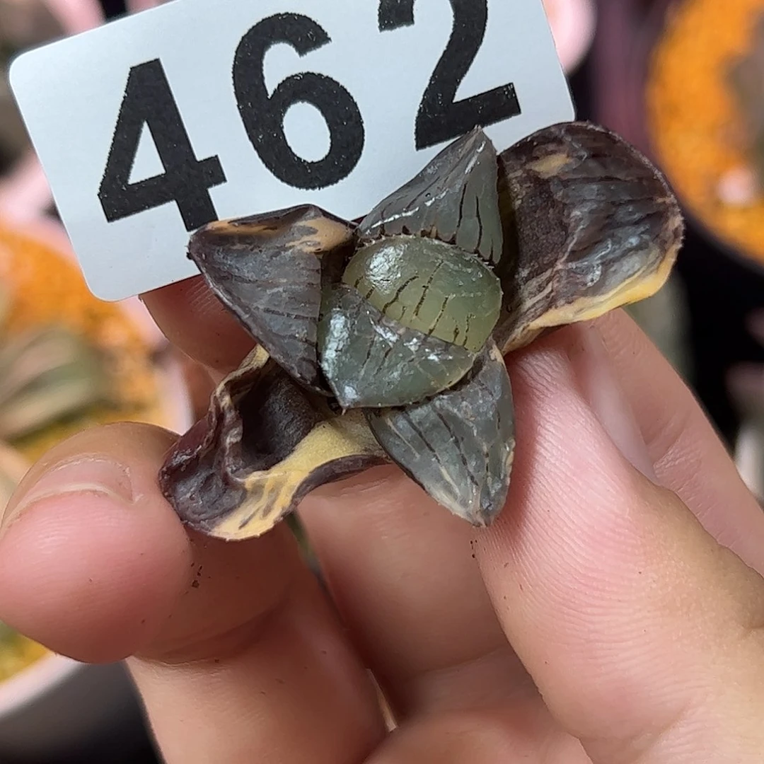 462日月潭锦十二卷十二