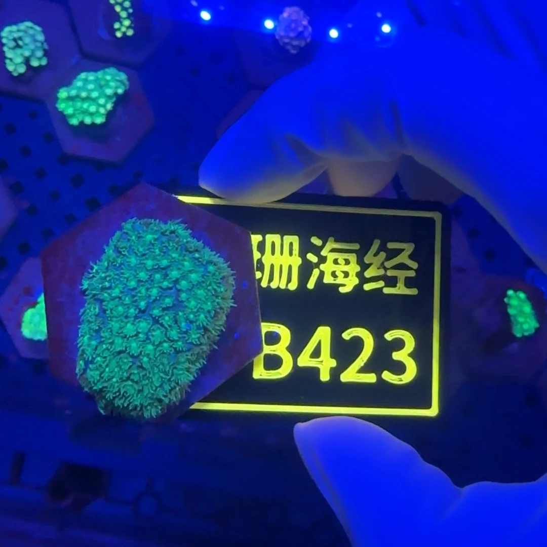 南***渡纽扣珊瑚又又不包邮微孔B423