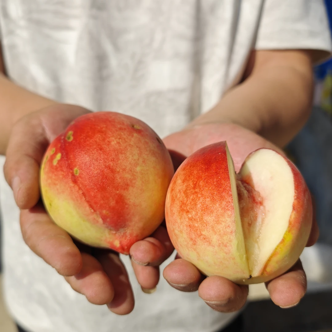 百里杜鹃本土农产品（3）