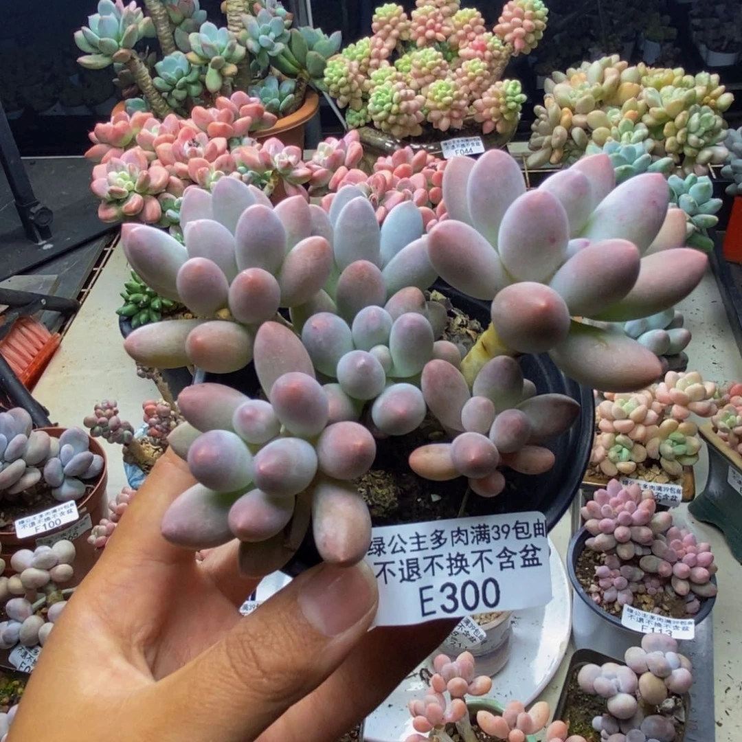 300汤圆奶多肉8c m