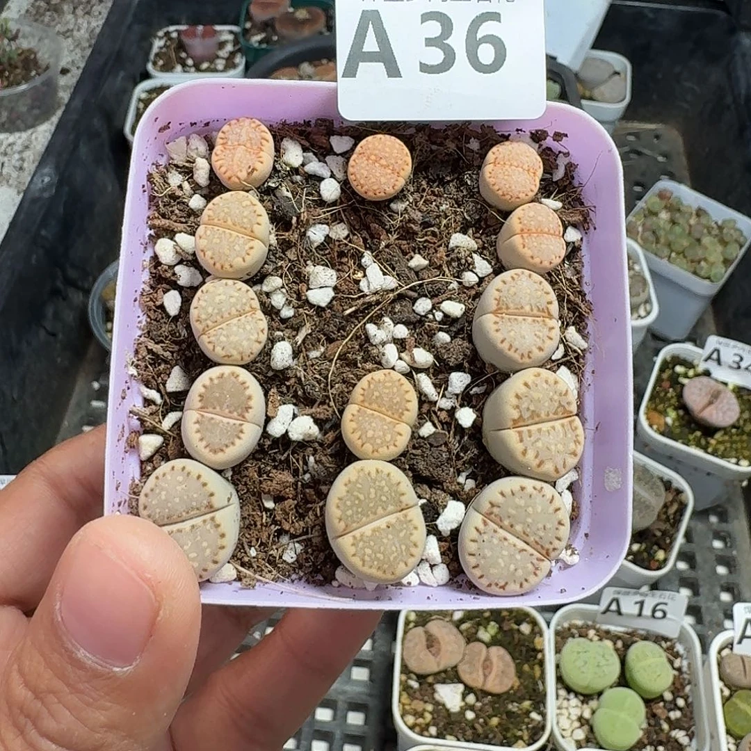 36多肉植物多肉植物
