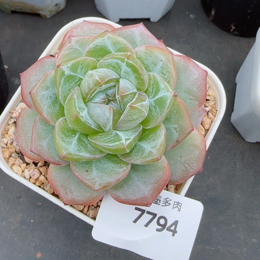 下播福利，7794多肉植物