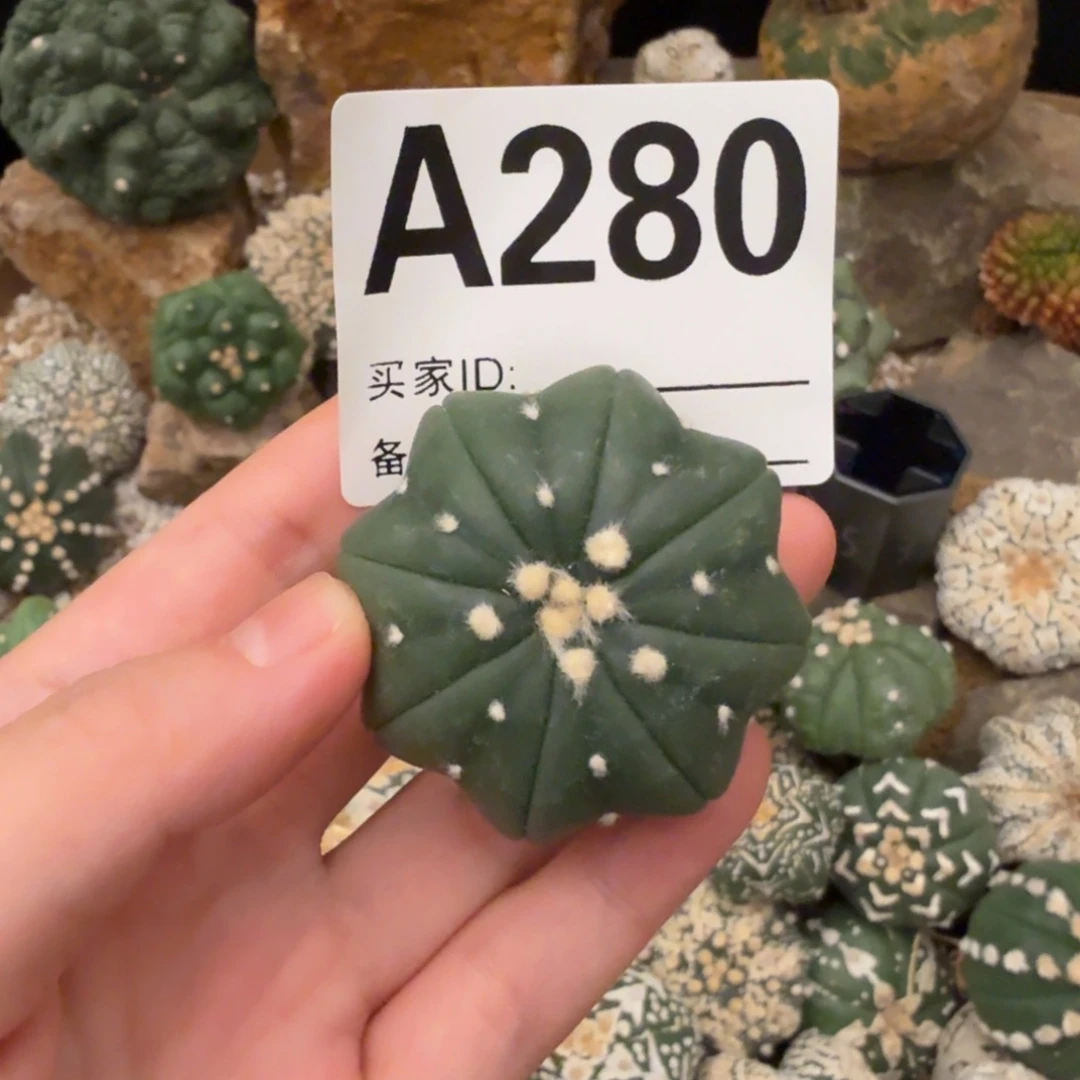 海星琉璃哈哈哈哈