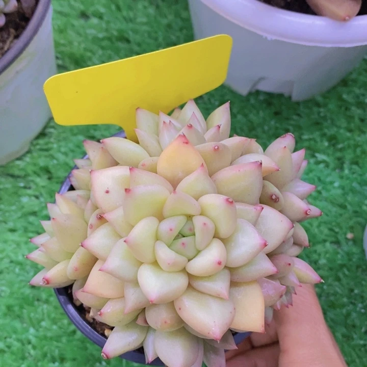 多肉植物，开心多肉