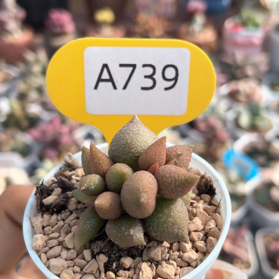 福利。       739。