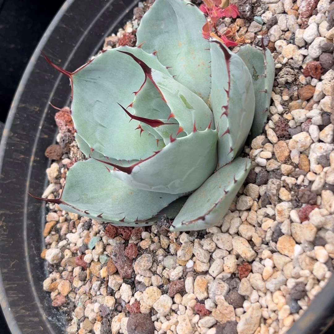 的***）无花朵龙舌兰仁王冠福克斯