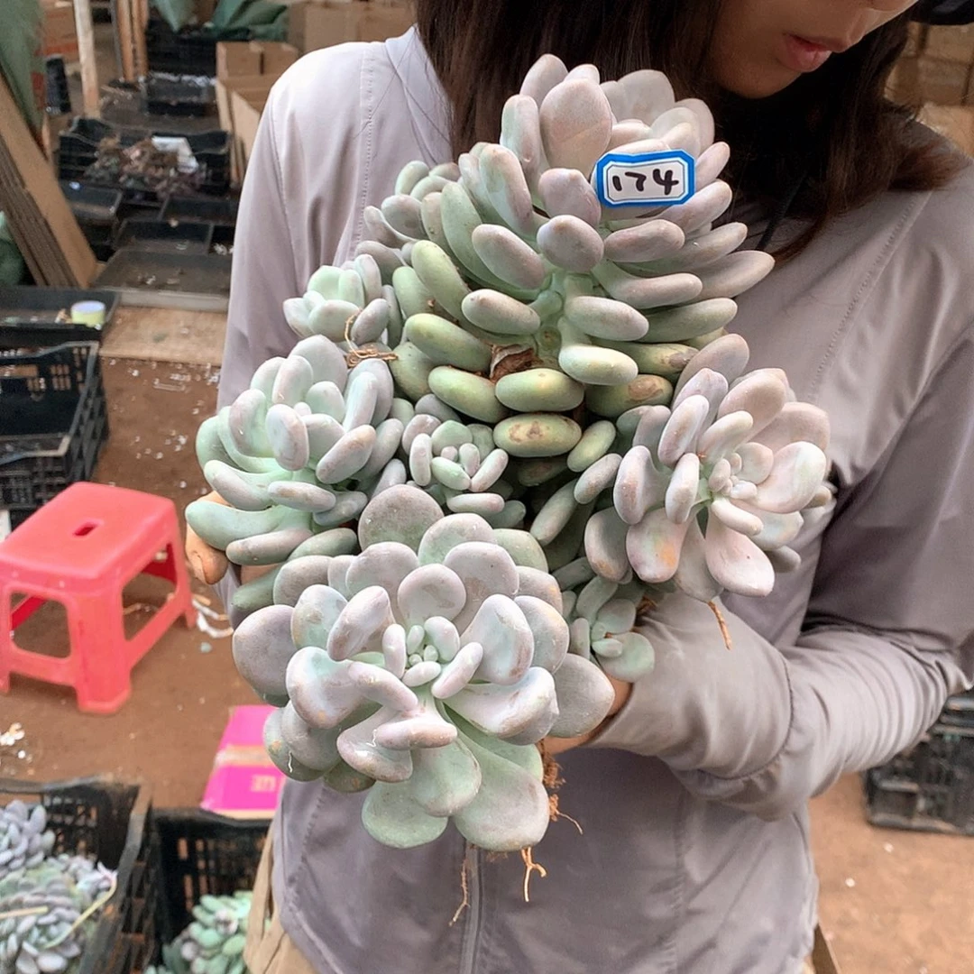 谭***谭174 月美人 一物一拍多肉