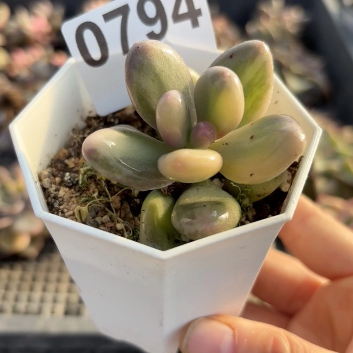 奶酪锦肉植物满18包邮当场凑单