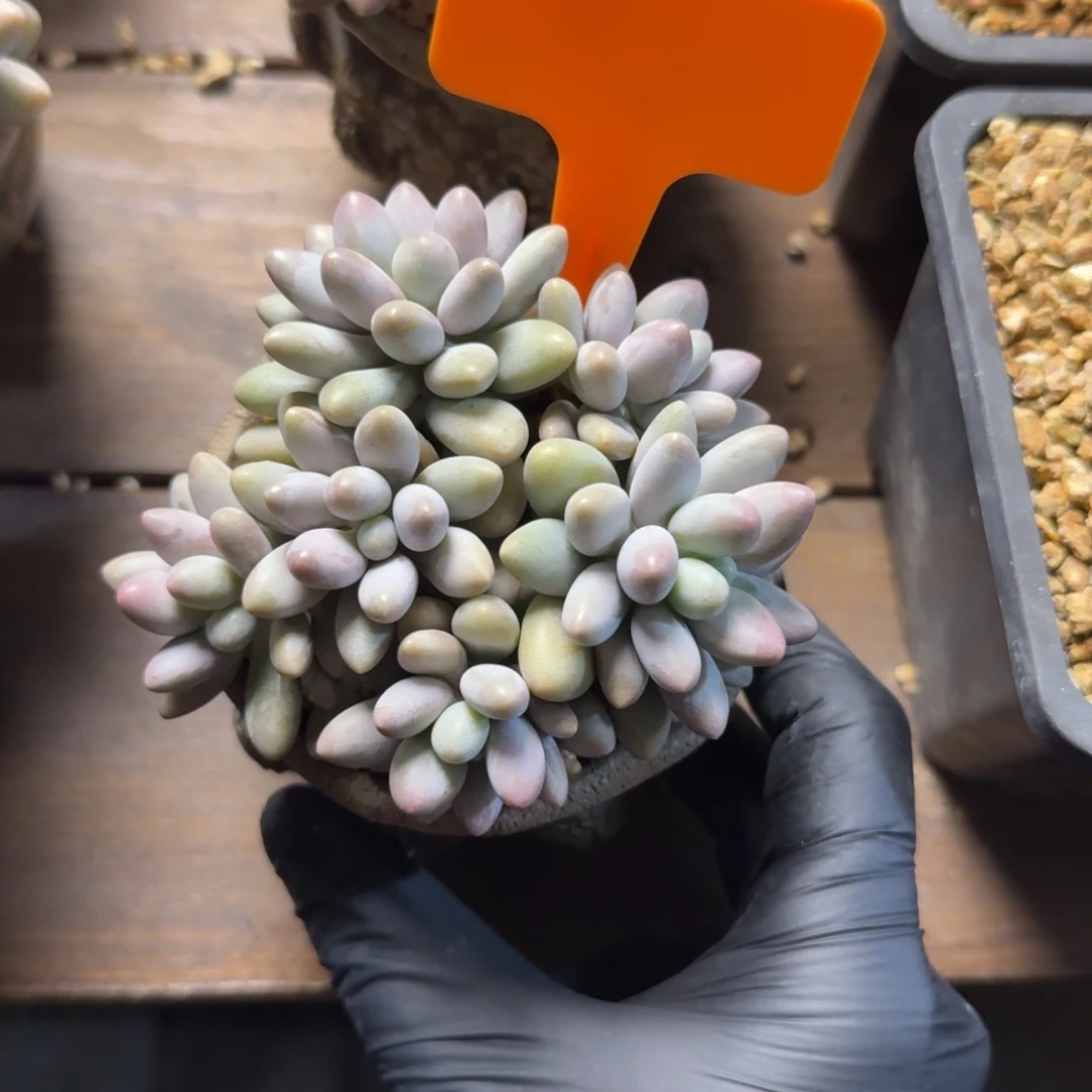 粉恋111111111111111111