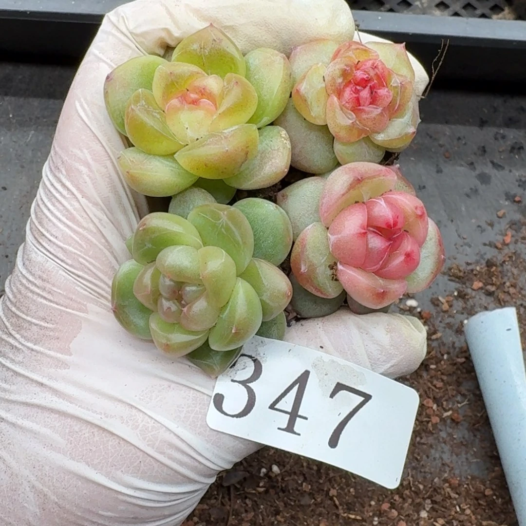 多肉植物多肉植物347