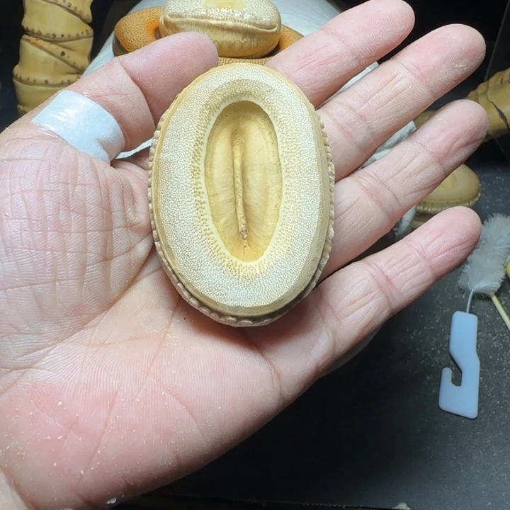 立***源竹根竹隔一物一拍