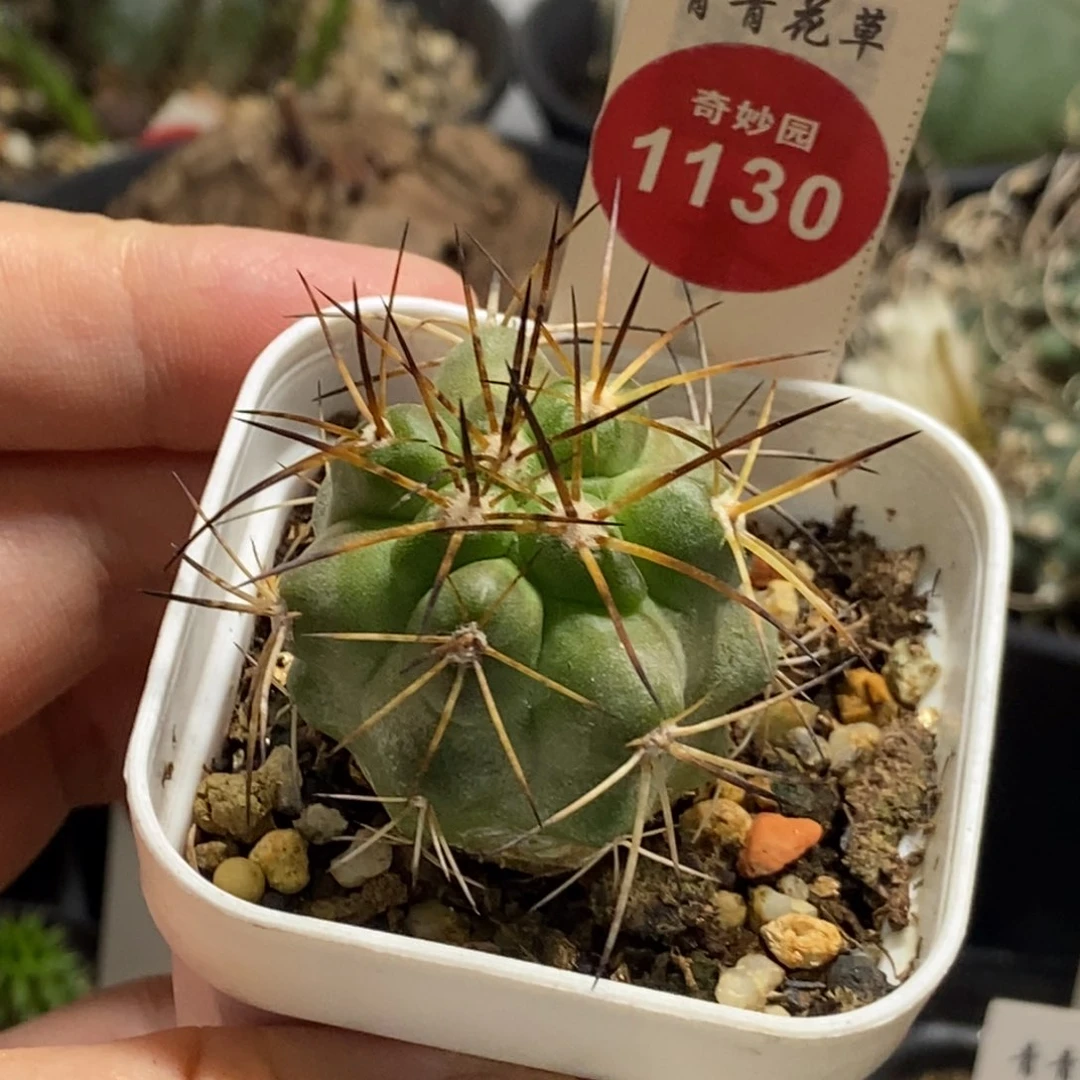 实生狂刺龙爪球3.2cm