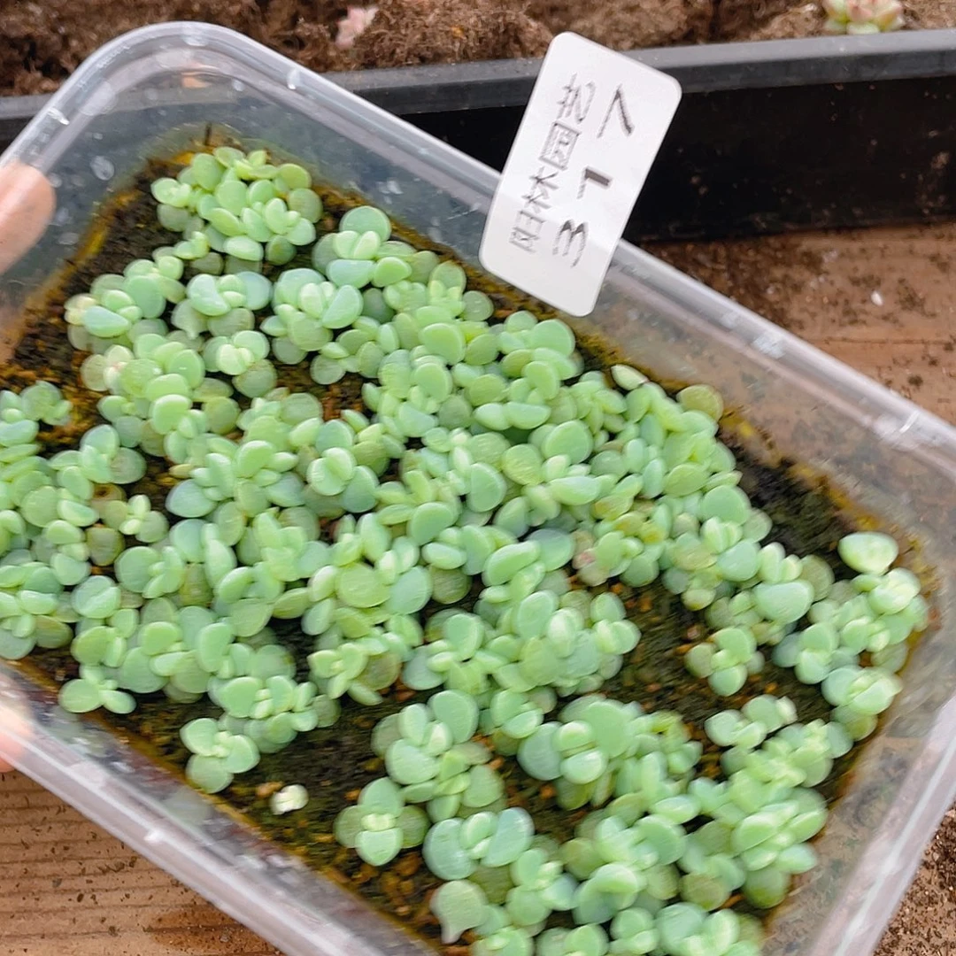 多肉植物多肉植物317