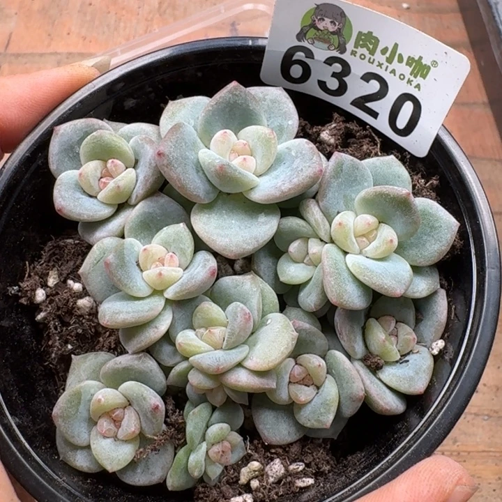 多肉植物多肉植物