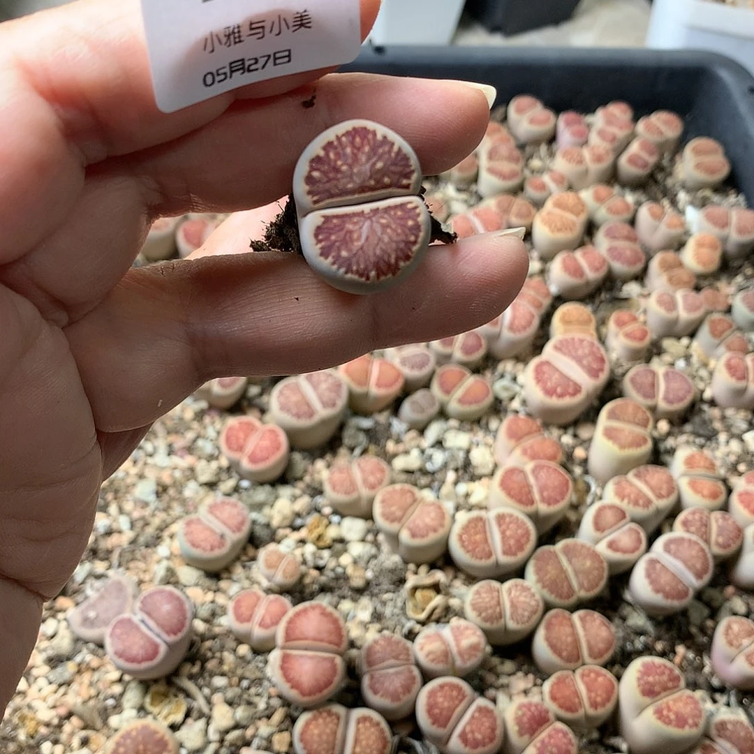 胖*D2多肉植物保护研究所