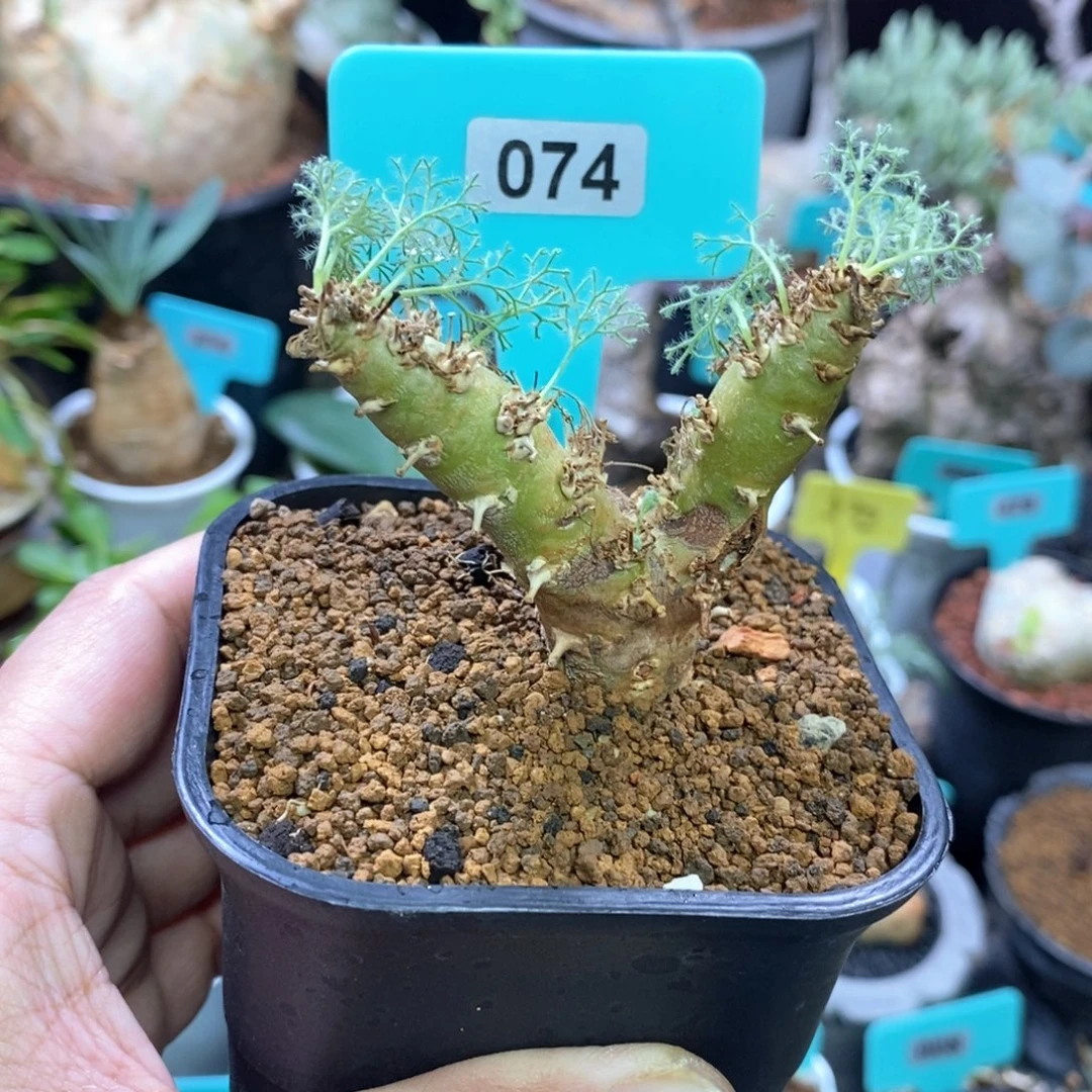 白皮越界多肉植物