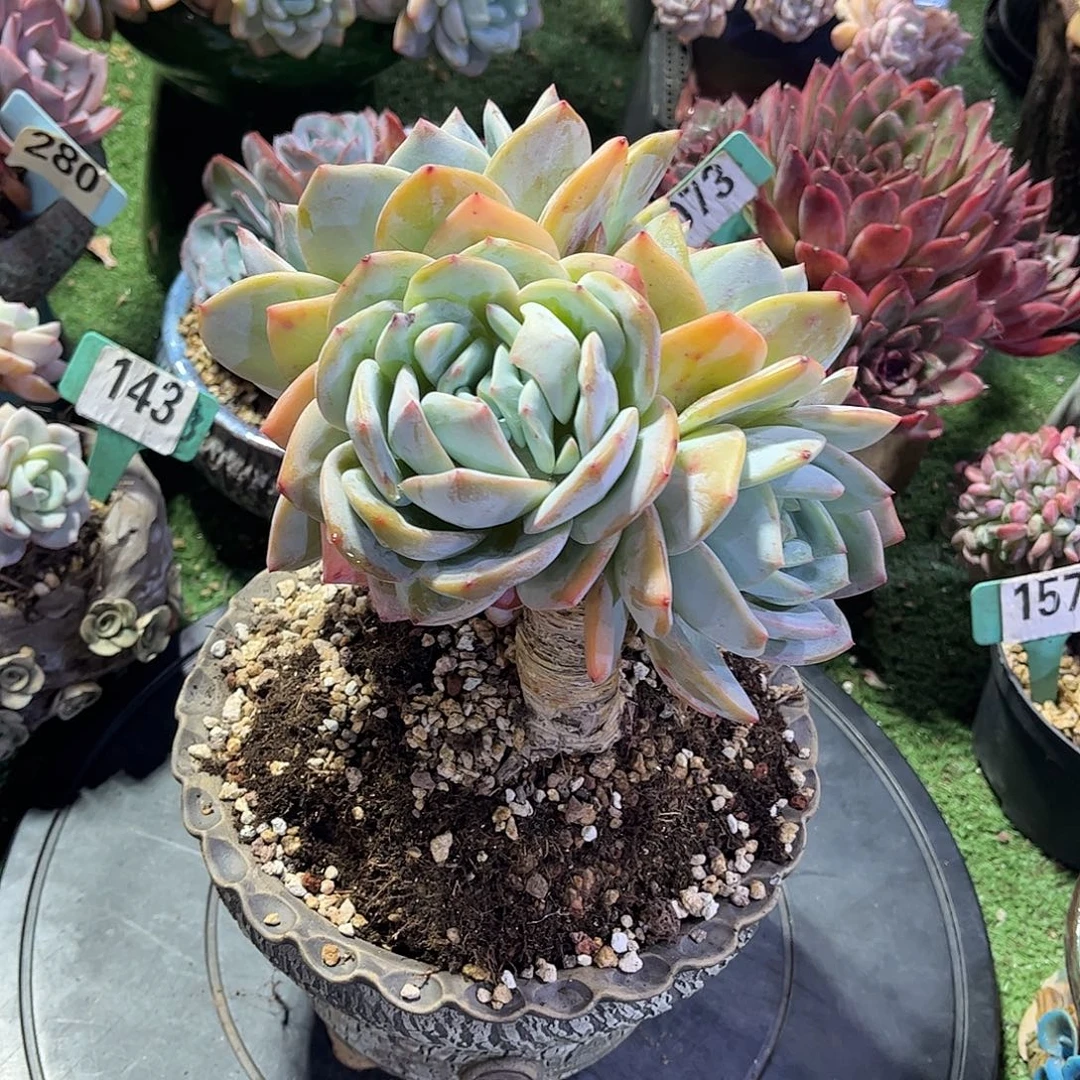 *****凤橙多肉植物保护376