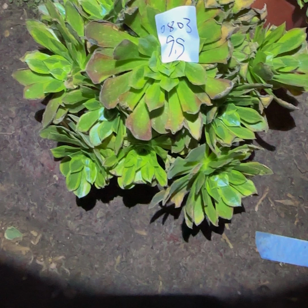 静**姐一物一拍多肉法师福利0803