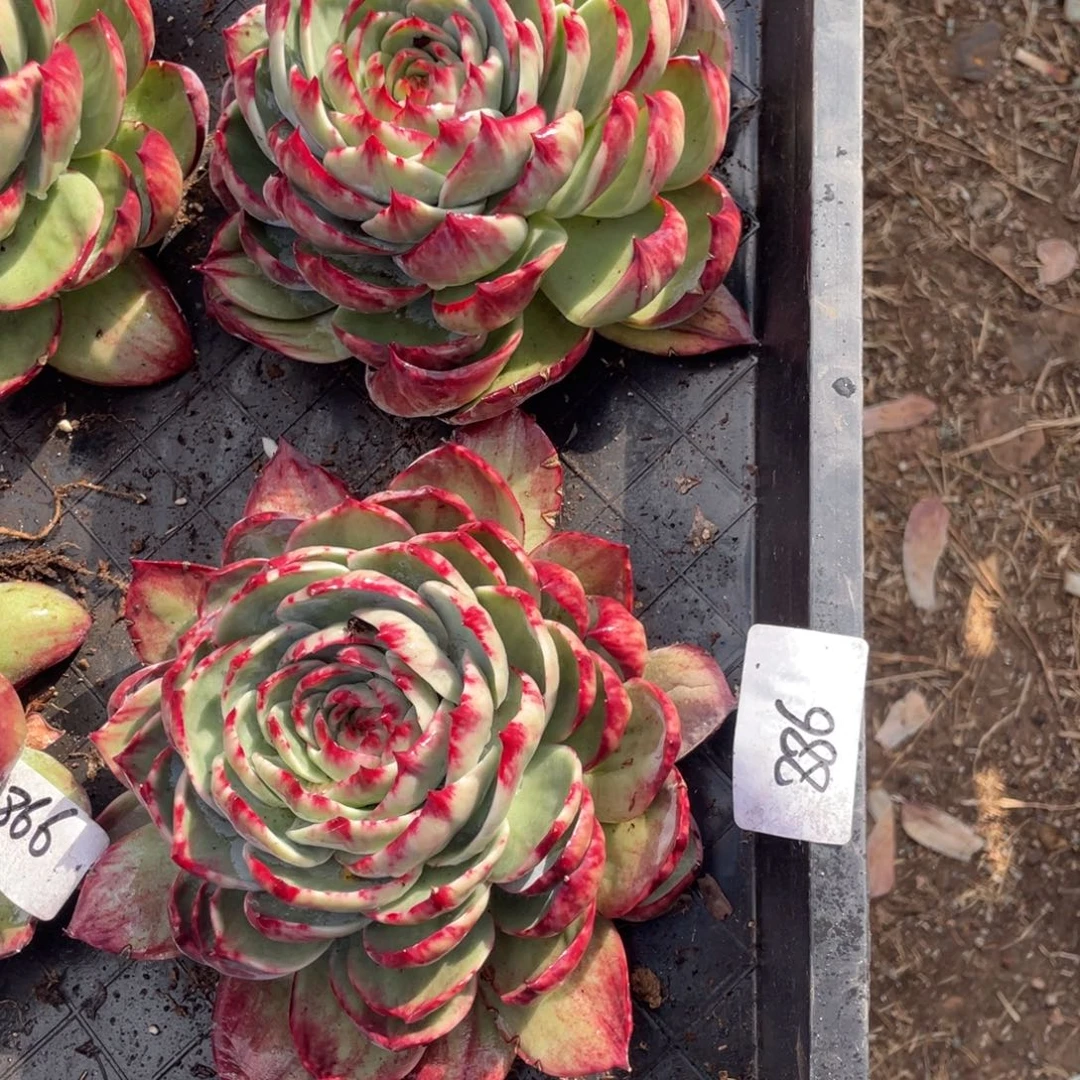 小***一惊鸿仙子两颗福利