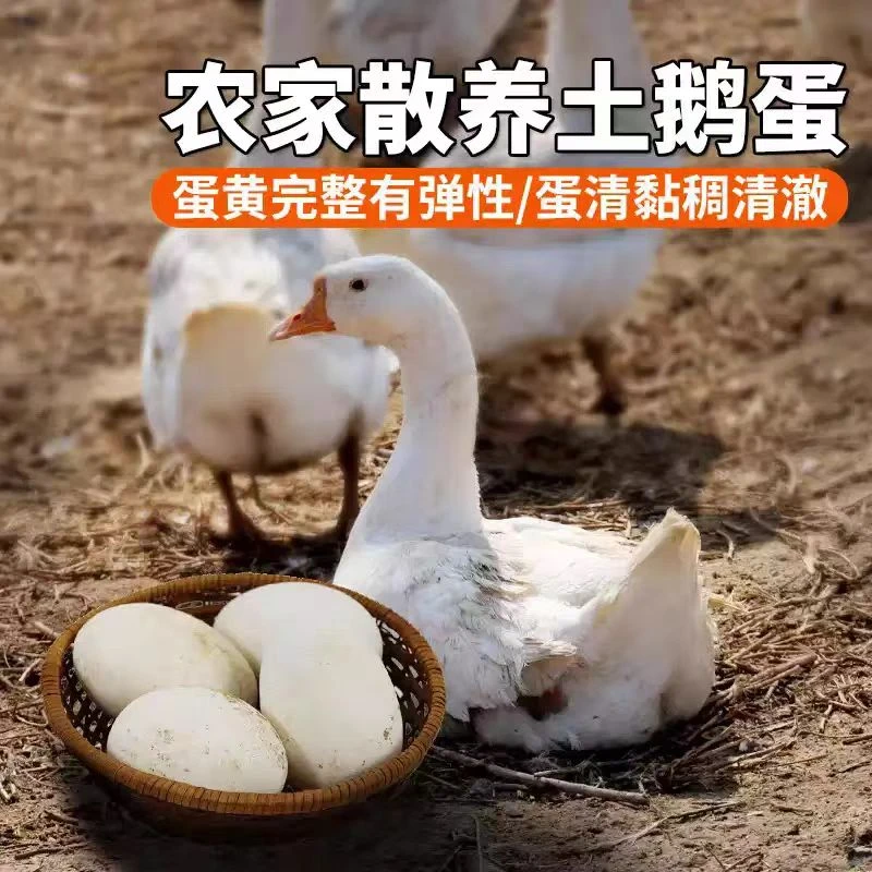 农家新鲜鹅蛋正宗土鹅蛋农家散养孕妇宝宝鹅蛋林下正宗散养大鹅蛋