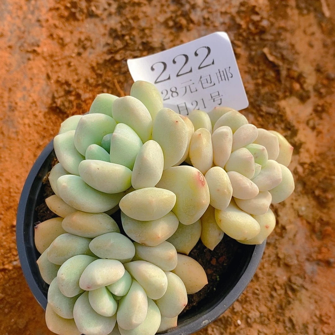 【闪购商品】云222