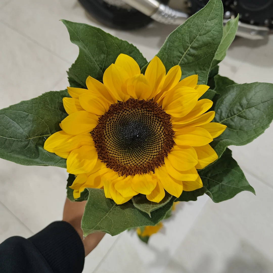 云南向日葵60厘米长