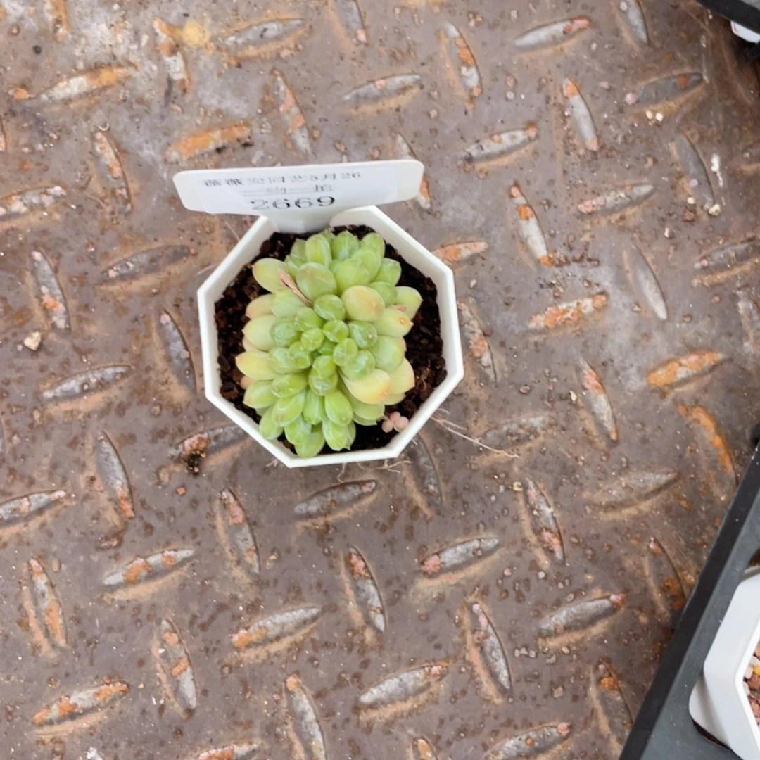 薇薇安园艺多肉2669