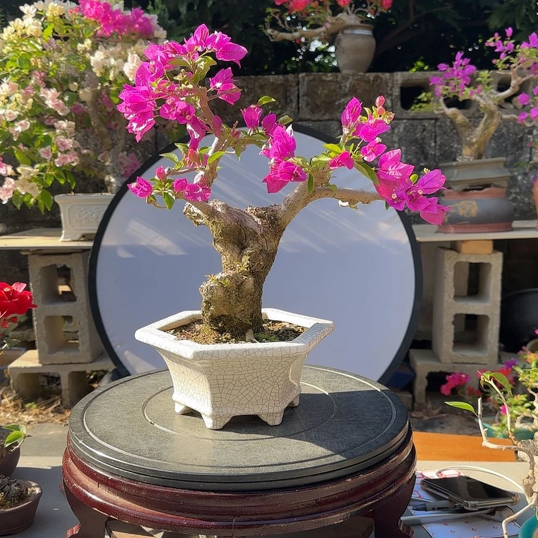 用***3无花朵小叶紫三角梅  0823