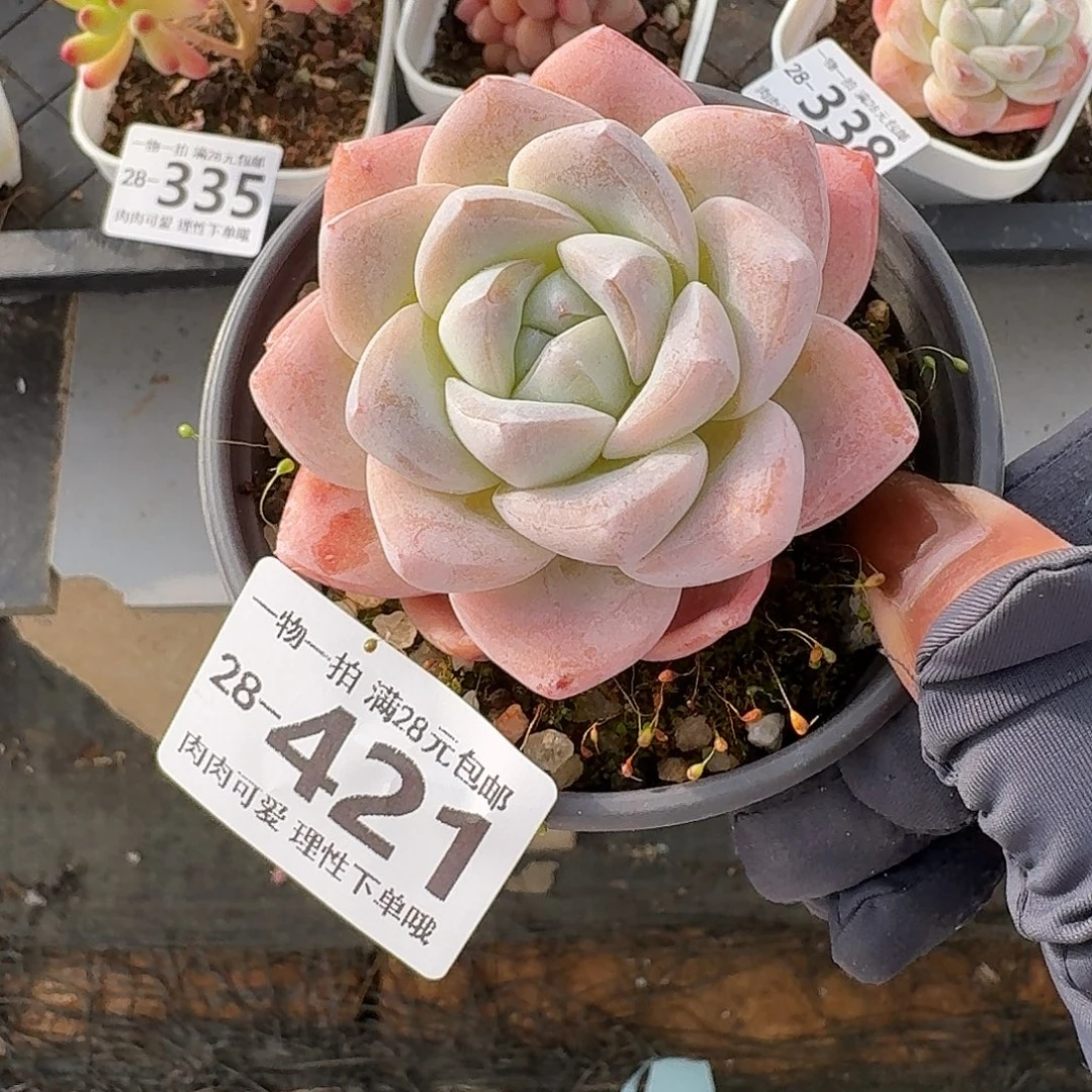 冰玉无盆土发货无盆土发货无