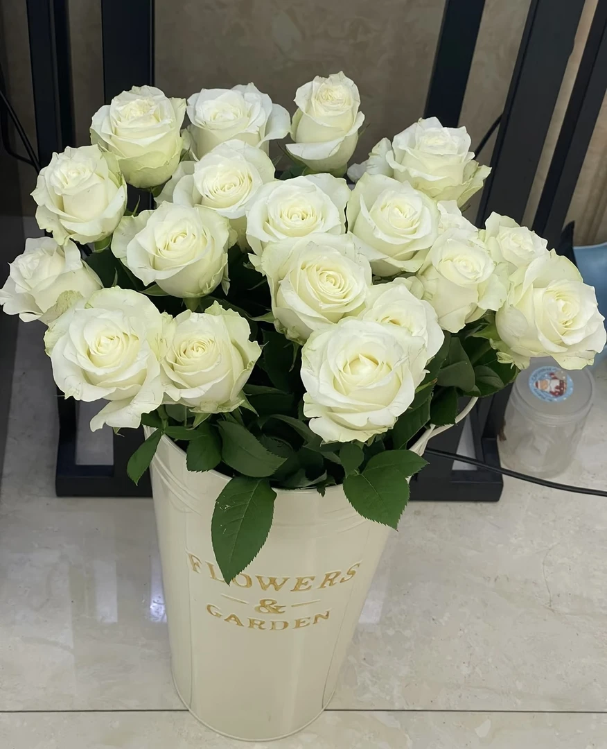 骄傲玫瑰云南直发送保鲜剂黄玫瑰