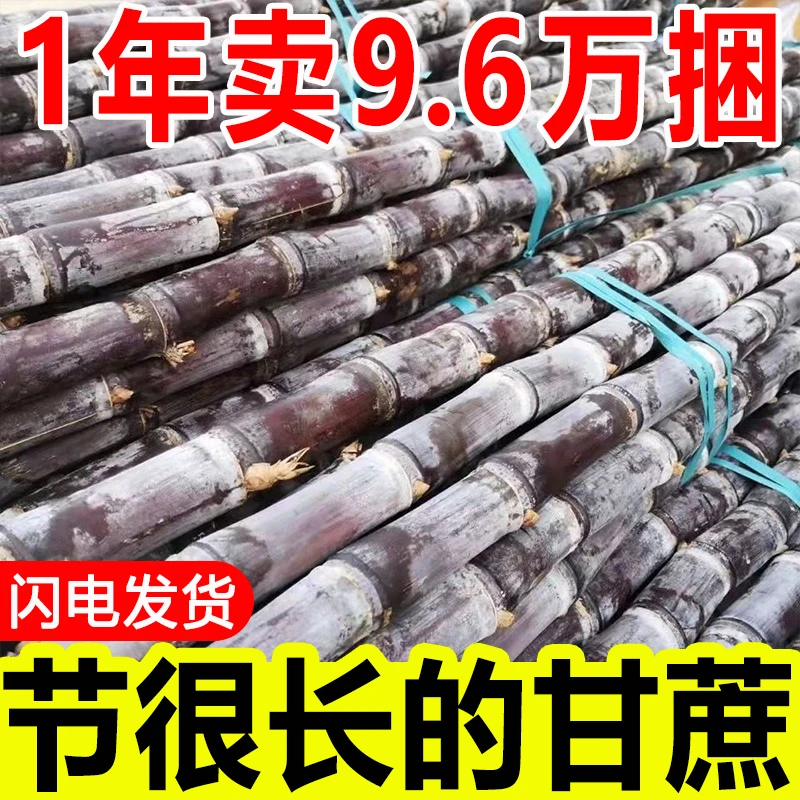 【店铺冲量】广西正宗黑皮水果甘蔗5斤9斤新鲜现砍应季水果脆甜多汁