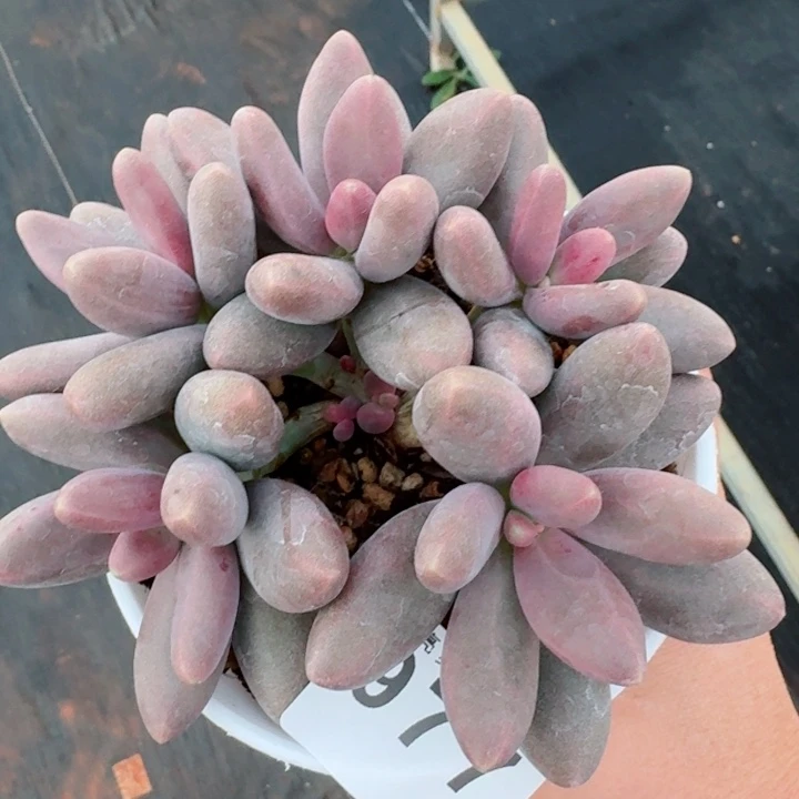 糖果群生         精控精养多肉植物