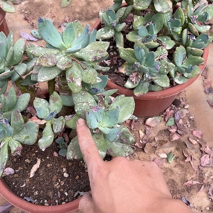 芒果美人11.88多肉植物有生病