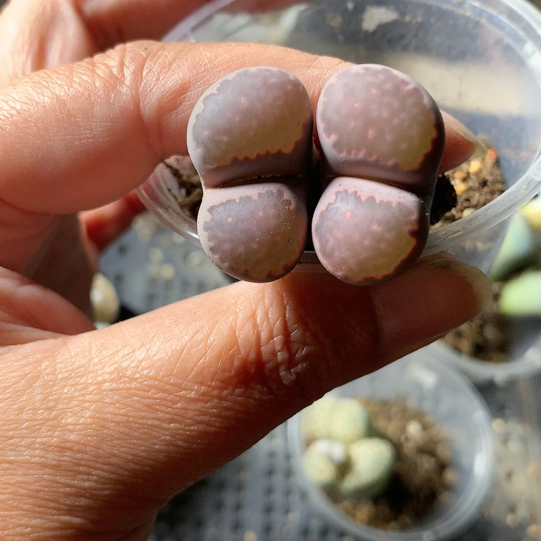 K40多肉植物保护