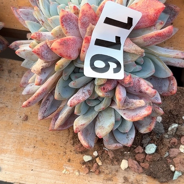 何**.多肉植物一物一拍