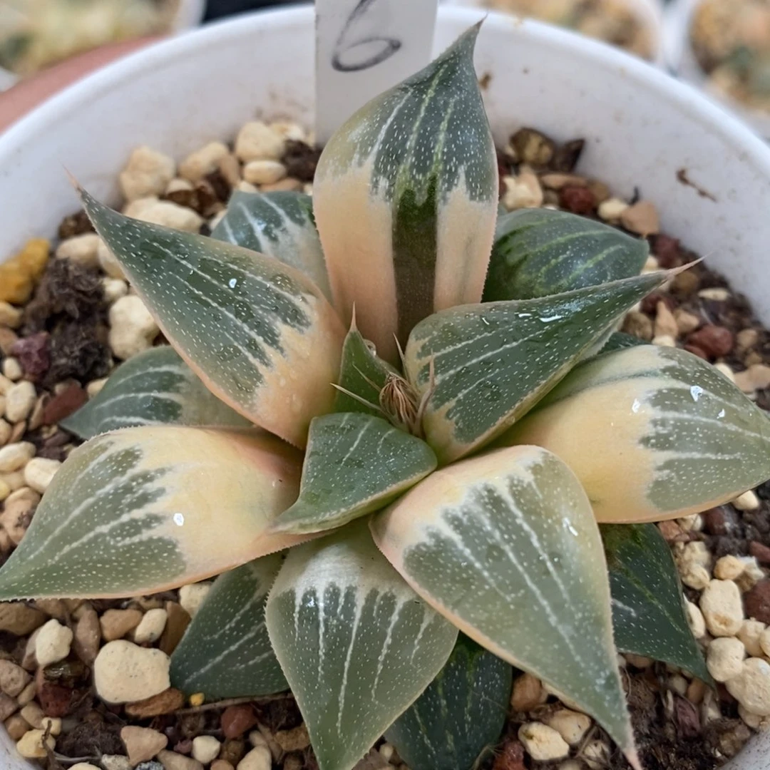 不开花植物6号多肉