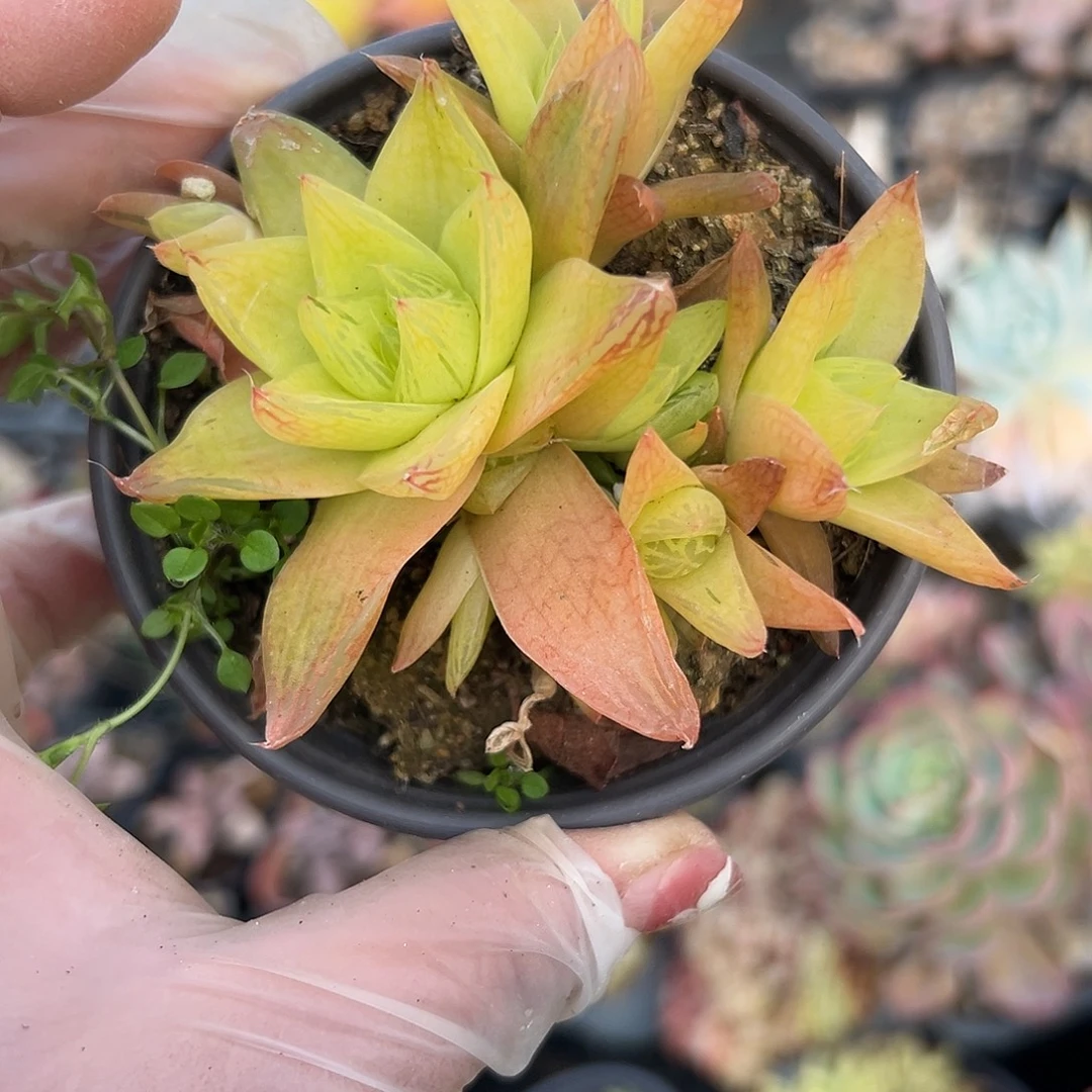 多肉植物黄金菊玉露