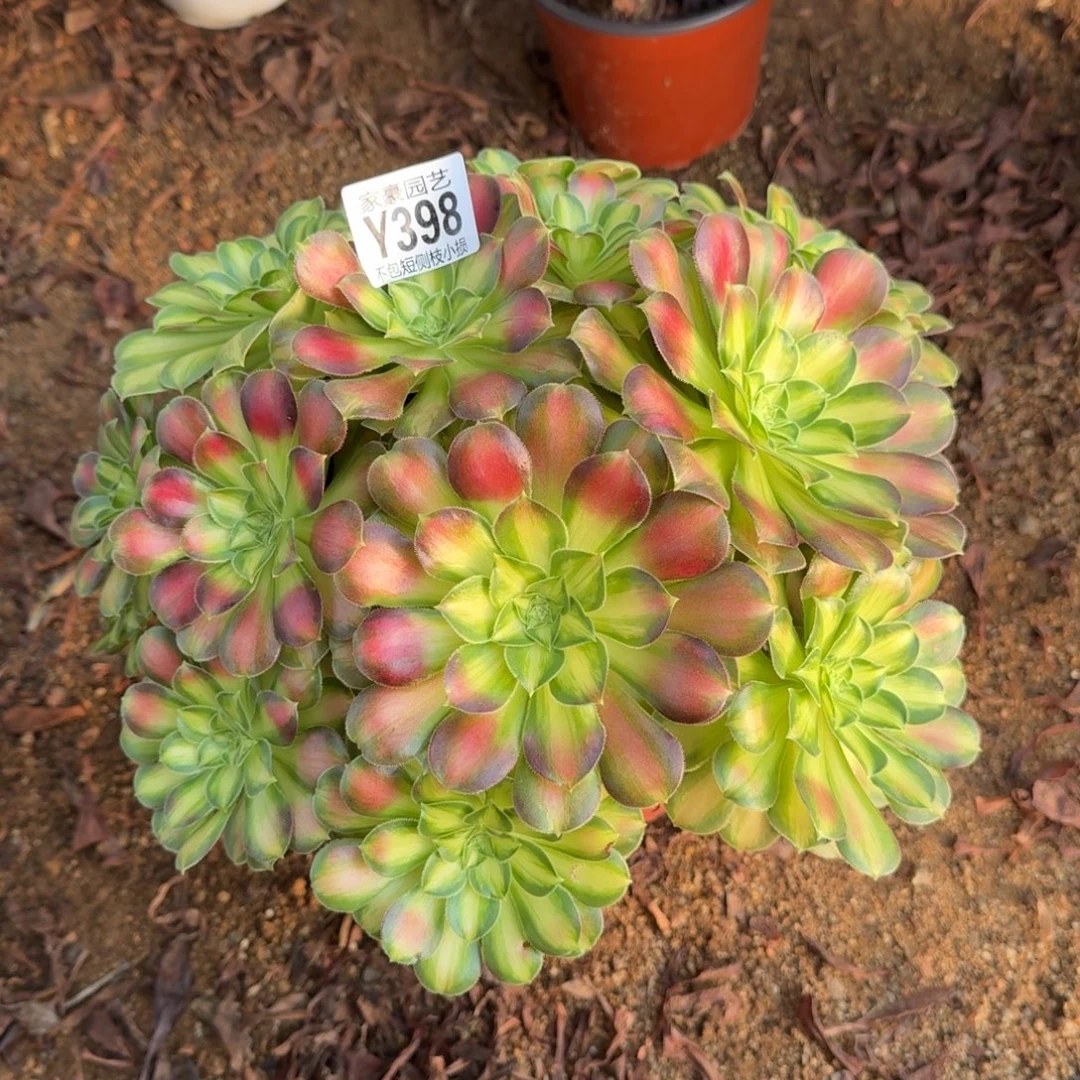 398韶华官服25左右2