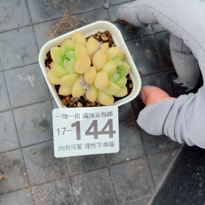 梦龙多肉无盆土发货多肉多